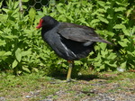 FZ005857 Moorhen.jpg